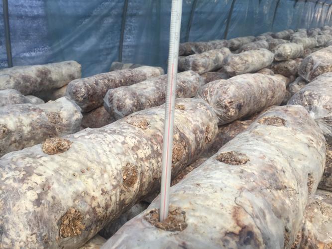 食用菌春季栽培与管理技术 从培植到丰收的实用指南