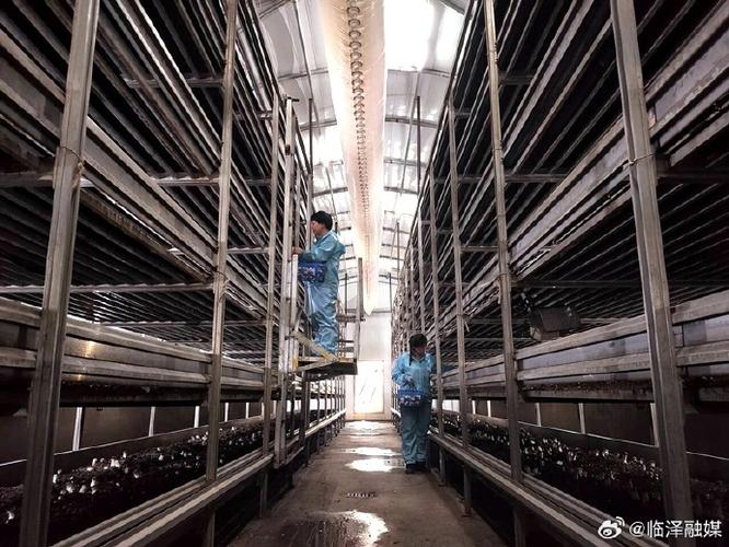 临泽县赤松茸工厂化栽培喜获成功 食用菌培植迈入新纪元