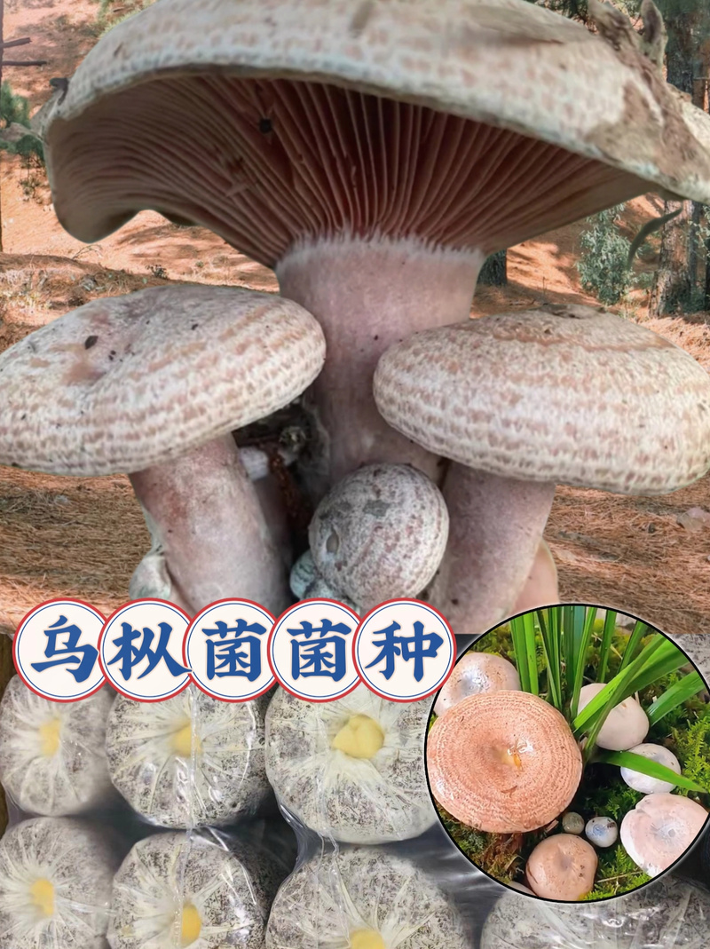 刘小刘的食用菌培植之路 从新手到行家的实用指南