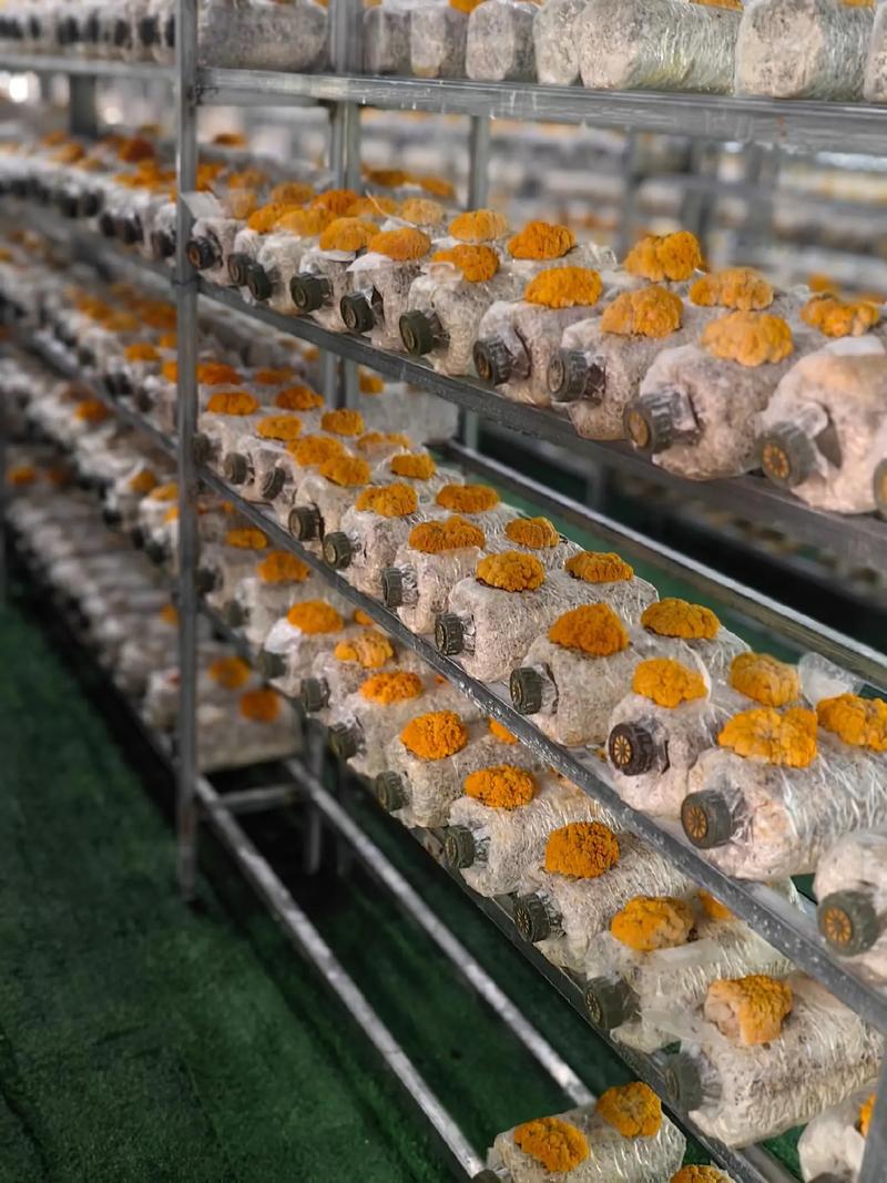 经科食用菌种植培训 从零起步掌握食用菌培植核心技术