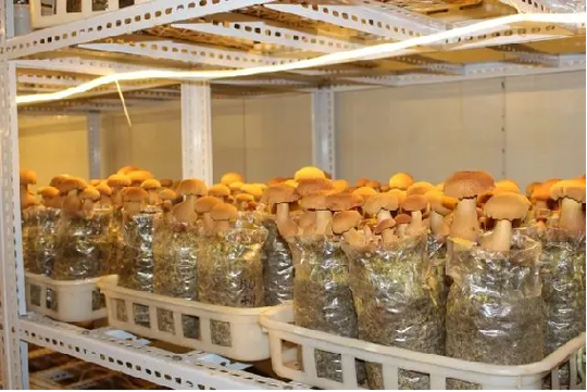 中华腐生牛肝菌 食用菌培植的新星