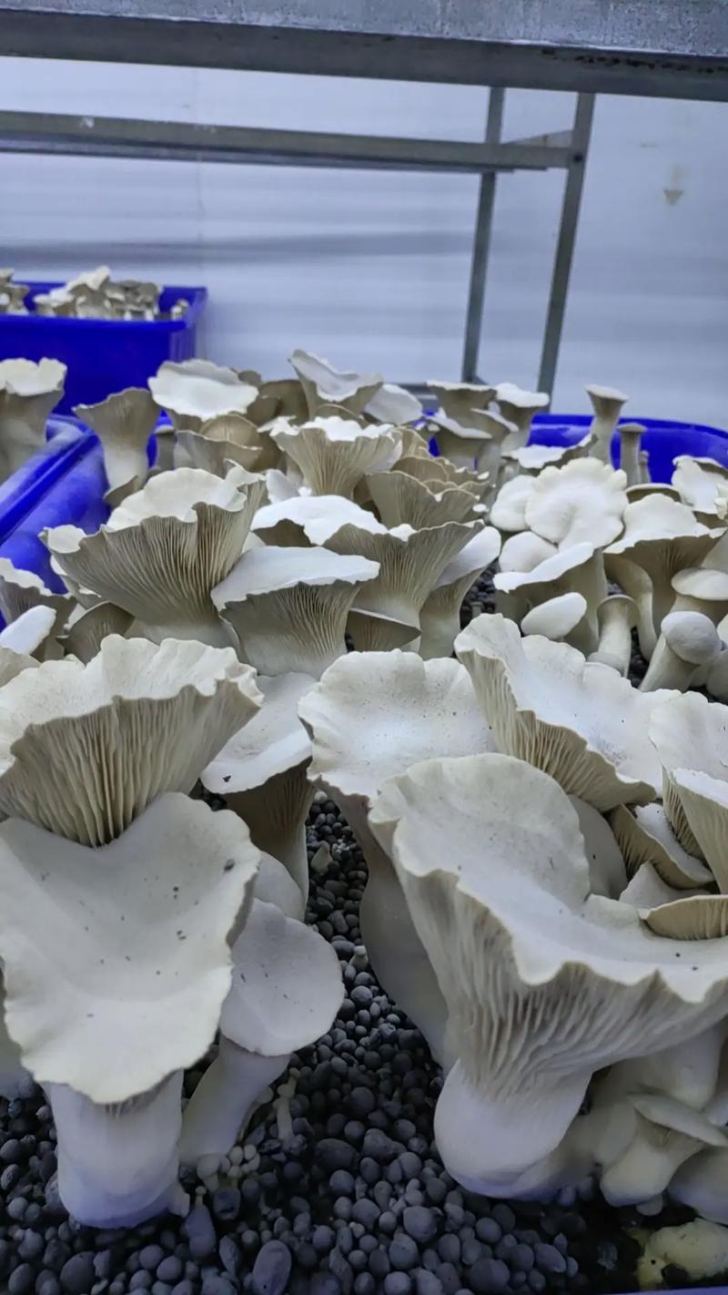 灵芝菇工厂化种植 600亩园区的现代农业实践与食用菌培植探索