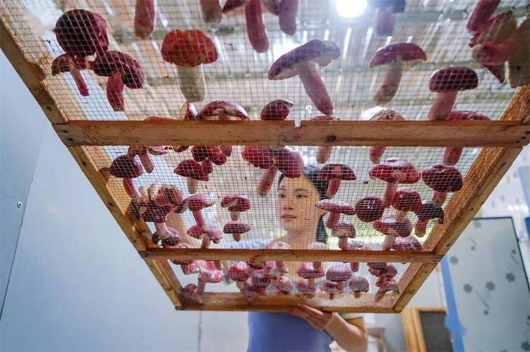 抗癌,增强抵抗力作用目前无法人工培植红椎菌方可生长的野生食用菌并