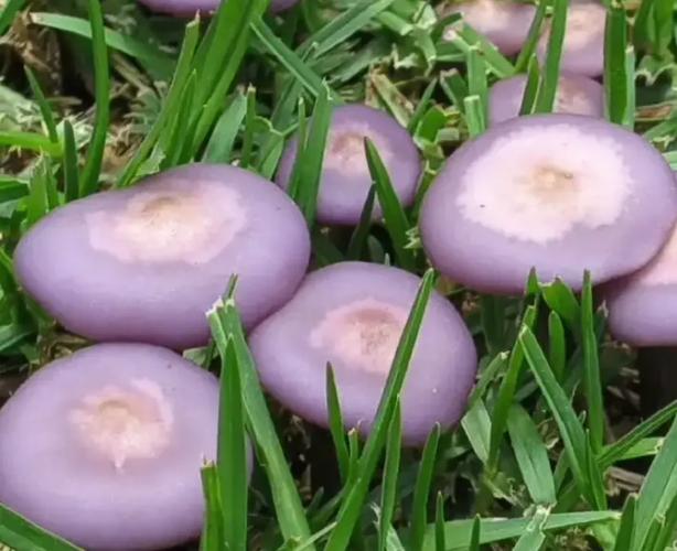 智能栽培助力“花脸香蘑”落户句容，全年稳定产出推动食用菌产业升级