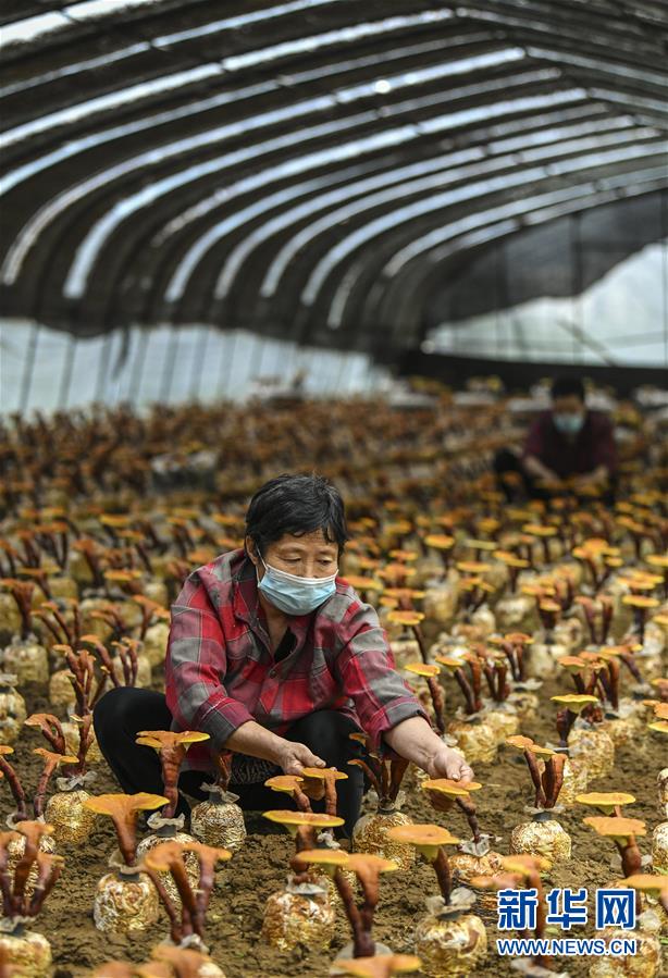 山东枣庄:食用菌培植助脱贫攻坚