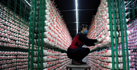 河北:威县食用菌产业助力精准扶贫