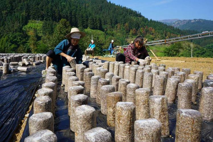 据了解,榕江县兴华乡高旧村食用菌培植基地,今年培植食用菌100万棒,其