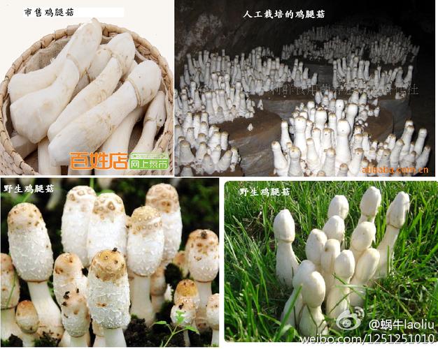 食用菌图谱716