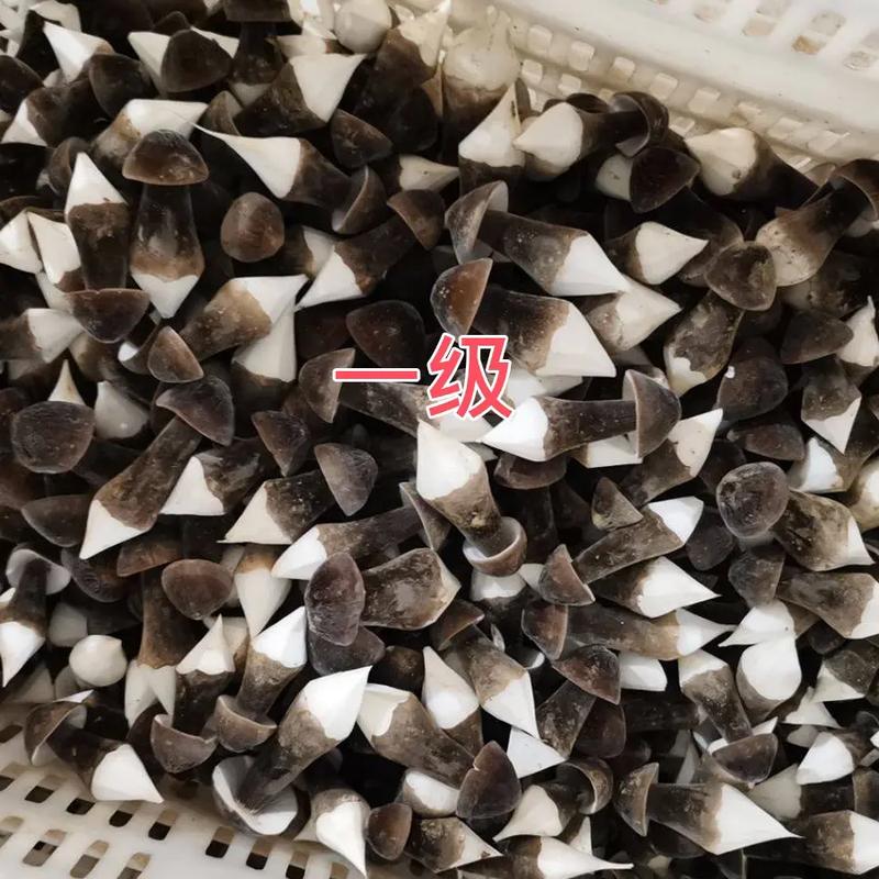 同样一种菇价格却大不一样,你能看出什么区别吗?#食用菌栽培 - 抖音